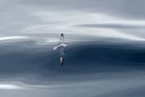 2020 February Highlights Gallery: Northern fulmar (Fulmarus glacialis) in flight with waves, Arctic Sea. Commended in