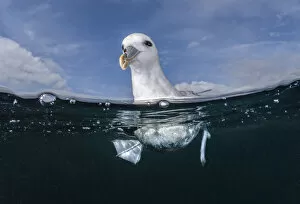 Cornwall Gallery: Northern fulmar (Fulmarus glacialis) floating on surface of open ocean, Falmouth, English Channel