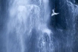 Fulmarus Prints: Northern fulmar (Fulmarus glacialis) in flight against a waterfall, Iceland, January