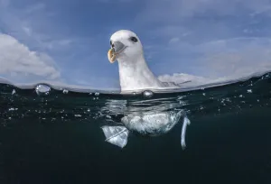 Looking Prints: Northern fulmar (Fulmarus glacialis) floating on surface of open ocean