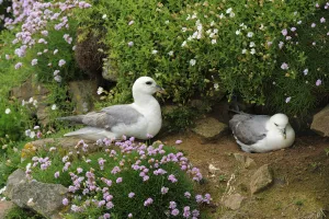 Northern fulmar (Fulmarus glacialis) nesting pair, Saltee Islands, County Wexford