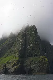 Wild Wonders of Europe 3 Collection: Northern gannet (Morus bassanus) colony with low clouds over cliff top, St Kilda