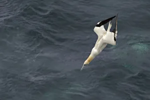 Images Dated 7th October 2011: Northern gannet (Morus bassanus) plunge-diving for fish alongside pelagic trawler
