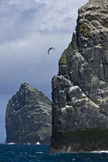 Images Dated 26th May 2009: Northern gannet (Morus bassanus) colonies on Stac Lee and Stac an Armin, St. Kilda Archipielago
