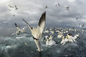 Northern gannet (Morus bassanus), Feeding frenzy, Noss NNR, Shetland, Scotland, UK