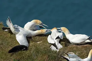 Suliformes Prints: Northern gannet (Morus bassanus)