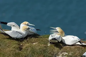 Suliformes Prints: Northern gannet (Morus bassanus)