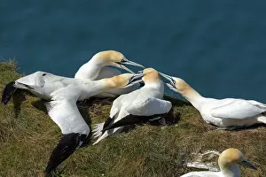 Suliformes Prints: Northern gannet (Morus bassanus)