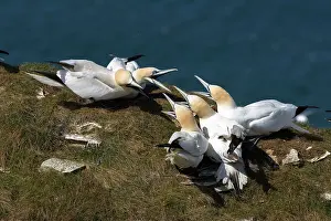 Suliformes Prints: Northern gannet (Morus bassanus)