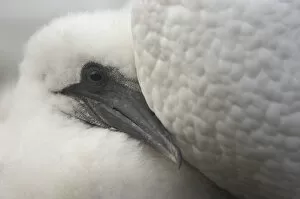 Images Dated 13th August 2009: Northern gannet (Morus bassanus) chick, Bass Rock, Firth of Forth, Scotland, August 2009