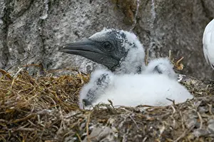 Chick Prints: Northern gannet (Morus bassanus) chick on nest