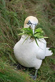 Collecting Prints: Northern gannet (Morus bassanus) collecting grass to use as nesting material