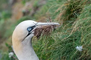 Collecting Prints: Northern gannet (Morus bassanus) collecting grass to use as nesting material