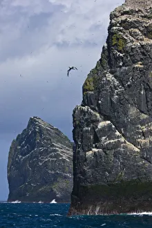 Juan Carlos Munoz Prints: Northern gannet (Morus bassanus) colonies on Stac Lee and Stac an Armin