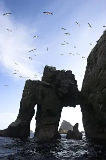 Images Dated 13th July 2009: Northern gannet (Morus bassanus) colony, The Flannans, Outer Hebrides, Scotland