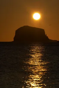 Silhouettes Prints: Northern gannet (Morus bassanus) colony in flight over Bass Rock at sunrise