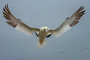 Low Angle View Prints: Northern gannet (Morus bassanus) coming in to land