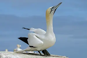 Sulidae Prints: Northern gannet (Morus bassanus) courtship display