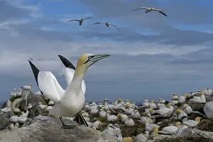 Reproduction Prints: Northern gannet (Morus bassanus) courtship display among the colony