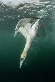Speed Prints: Northern gannet (Morus bassanus) diving underwater to feed on discarded fish