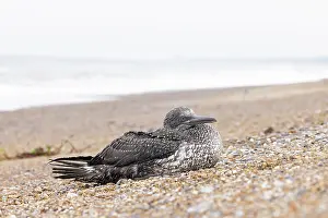 Disease Prints: Northern gannet (Morus bassanus) dying on beach