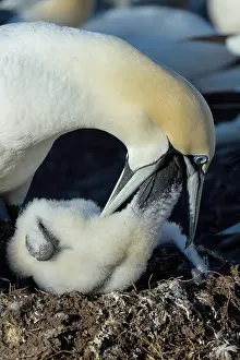 Parental Prints: Northern gannet (Morus bassanus) feeding its chick in the colony