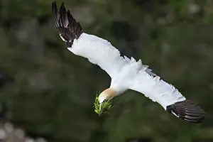 Elevated View Prints: Northern gannet (Morus bassanus) in flight carrying nesting material in beak