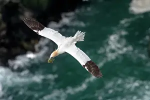 Elevated View Prints: Northern gannet (Morus bassanus) in flight carrying nesting material in beak