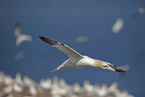North American Birds Collection: Northern gannet (Morus bassanus) in flight over colony, Quebec, Canada, August