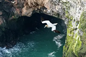 Cliff Prints: Northern gannet (Morus bassanus) in flight with nesting material in beak
