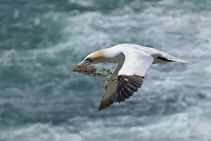 Sulidae Prints: Northern gannet (Morus bassanus) in flight with nesting material in beak