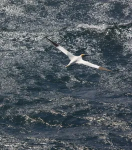 High Angle Shot Prints: Northern gannet (Morus bassanus) in flight over sea