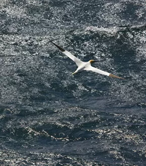 Northern gannet (Morus bassanus) in flight over sea, St. Kilda Archipielago, Outer Hebrides