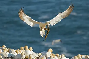Newfoundland And Labrador Prints: Northern gannet (Morus bassanus) flying in to breeding colony with beak full of nesting material