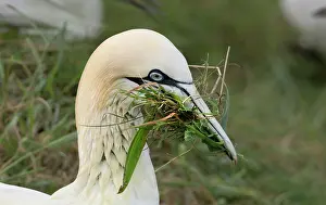 Suliformes Prints: Northern gannet (Morus bassanus) gathering grass for nesting