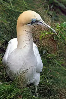 Northern gannet (Morus bassanus) gathering grass for nesting, Bempton Cliffs, Yorkshire, England, UK. May