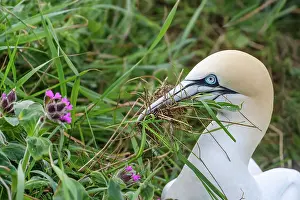 Suliformes Prints: Northern gannet (Morus bassanus) gathering grass for nesting