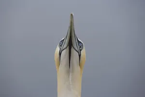 Northern gannet {Morus bassanus} head portrait, Bass rock, Scotland, UK