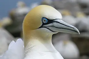 Sulidae Prints: Northern gannet (Morus bassanus) head portrait