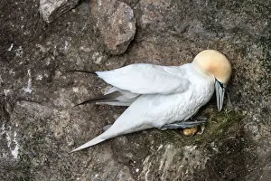 Incubating Prints: Northern gannet (Morus bassanus) incubating egg on nest