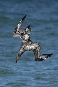 Speed Prints: Northern gannet (Morus bassanus) juvenile, diving for fish, Norfolk, England, UK. October