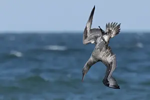 Speed Prints: Northern gannet (Morus bassanus) juvenile, diving for fish, Norfolk, England, UK. October