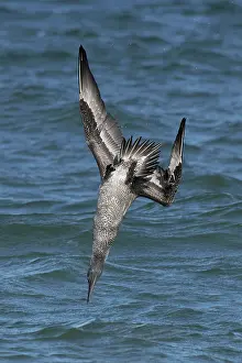 Speed Prints: Northern gannet (Morus bassanus) juvenile, diving for fish, Norfolk, England, UK. October