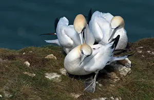 Suliformes Prints: Three Northern gannet (Morus bassanus) juveniles perched on cliff top - male (left) performing nape-biting on female