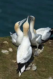 Suliformes Prints: Three Northern gannet (Morus bassanus) juveniles performing mutual fencing (greeting or sexual ceremony)