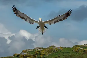 Low Angle View Prints: Northern gannet (Morus bassanus) landing