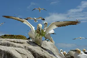 Parental Prints: Northern gannet (Morus bassanus) landing on cliff top with nesting material in beak