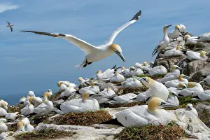 Sulidae Prints: Northern gannet (Morus bassanus) landing among the colony