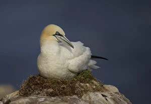 Northern gannet (Morus bassanus) on nest, Saltee Islands, Ireland, June 2009