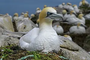 Sulidae Prints: Northern gannet (Morus bassanus) on nest